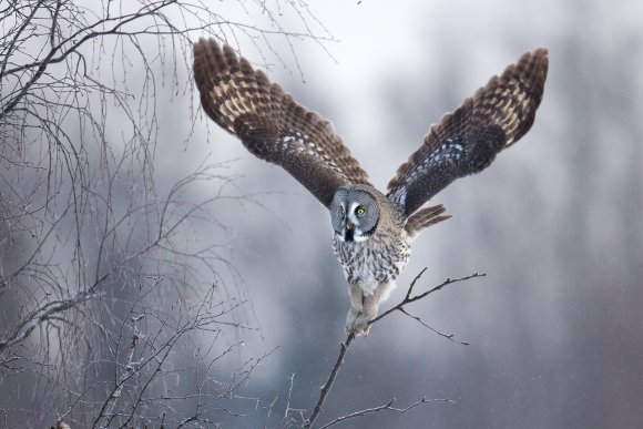 Allocco di Lapponia - Great grey Owl (Strix nebulosa)