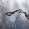 Allocco di Lapponia - Great grey Owl (Strix nebulosa)