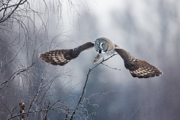 Allocco di Lapponia - Great grey Owl (Strix nebulosa)