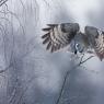 Allocco di Lapponia - Great grey Owl (Strix nebulosa)