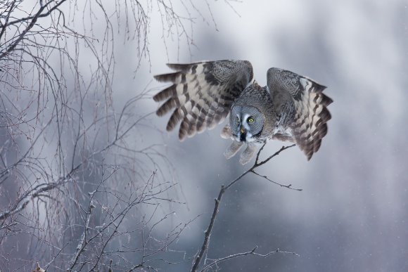 Allocco di Lapponia - Great grey Owl (Strix nebulosa)