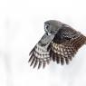 Allocco di Lapponia - Great grey Owl (Strix nebulosa)