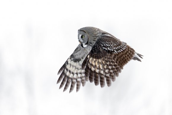 Allocco di Lapponia - Great grey Owl (Strix nebulosa)