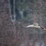 Allocco di Lapponia - Great grey Owl (Strix nebulosa)