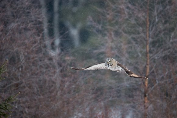 Allocco di Lapponia - Great grey Owl (Strix nebulosa)