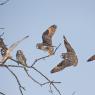 Gufo di Palude - Short eared Owl (Asio flammeus)