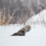 Allocco di Lapponia - Great grey Owl (Strix nebulosa)