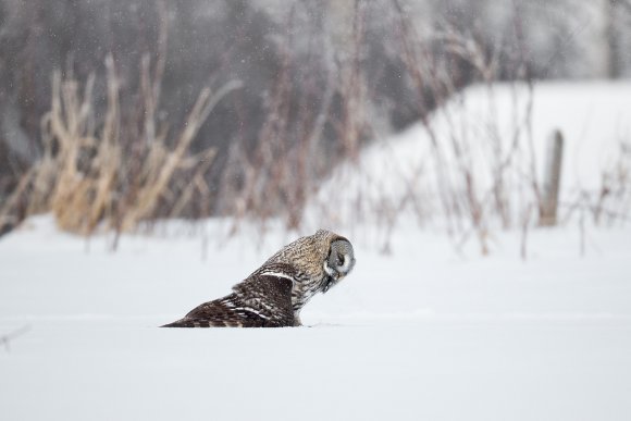 Allocco di Lapponia - Great grey Owl (Strix nebulosa)