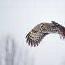 Allocco di Lapponia - Great grey Owl (Strix nebulosa)