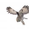 Allocco di Lapponia - Great grey Owl (Strix nebulosa)