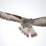 Allocco di Lapponia - Great grey Owl (Strix nebulosa)