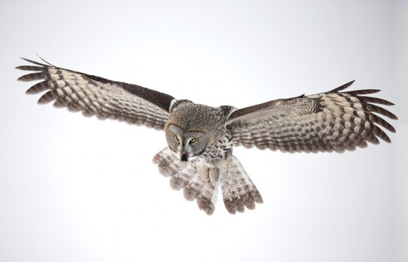 Allocco di Lapponia - Great grey Owl (Strix nebulosa)