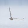 Gufo di Palude - Short eared Owl (Asio flammeus)