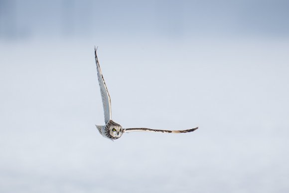 Gufo di Palude - Short eared Owl (Asio flammeus)