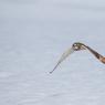 Gufo di Palude - Short eared Owl (Asio flammeus)