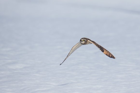 Gufo di Palude - Short eared Owl (Asio flammeus)