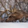 Allocco di Lapponia - Great grey Owl (Strix nebulosa)