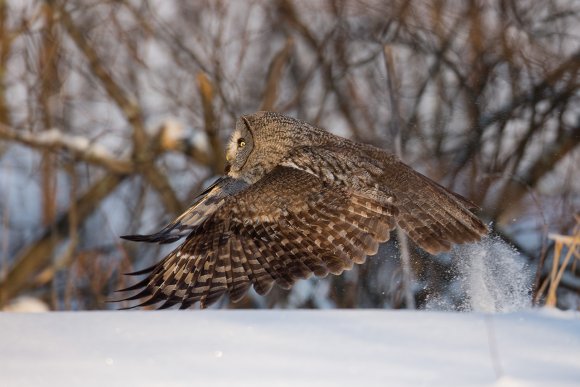 Allocco di Lapponia - Great grey Owl (Strix nebulosa)