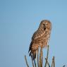 Allocco di Lapponia - Great grey Owl (Strix nebulosa)