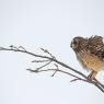 Gufo di Palude - Short eared Owl (Asio flammeus)