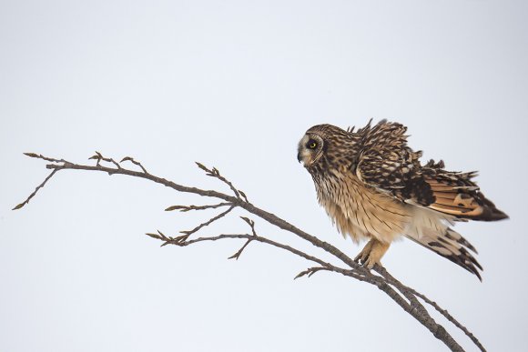 Gufo di Palude - Short eared Owl (Asio flammeus)