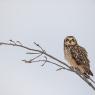 Gufo di Palude - Short eared Owl (Asio flammeus)