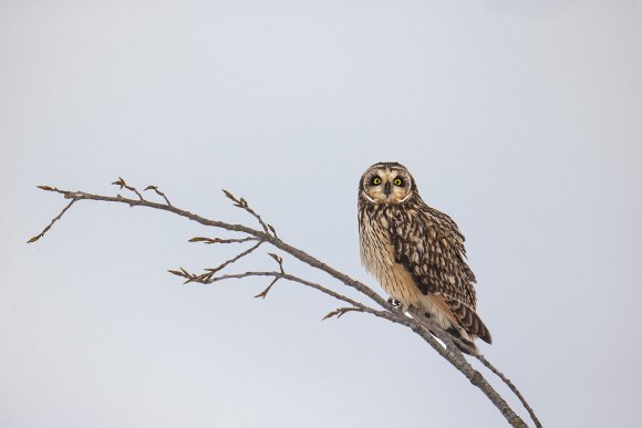 Gufo di Palude - Short eared Owl (Asio flammeus)