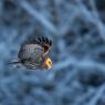 Allocco di Lapponia - Great grey Owl (Strix nebulosa)