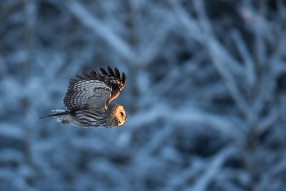 Allocco di Lapponia - Great grey Owl (Strix nebulosa)