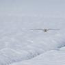 Gufo di Palude - Short eared Owl (Asio flammeus)