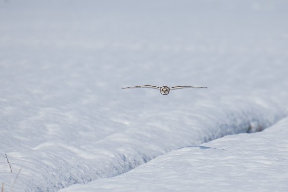 Gufo di Palude - Short eared Owl (Asio flammeus)