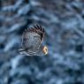 Allocco di Lapponia - Great grey Owl (Strix nebulosa)