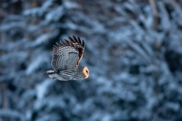 Allocco di Lapponia - Great grey Owl (Strix nebulosa)