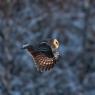 Allocco di Lapponia - Great grey Owl (Strix nebulosa)