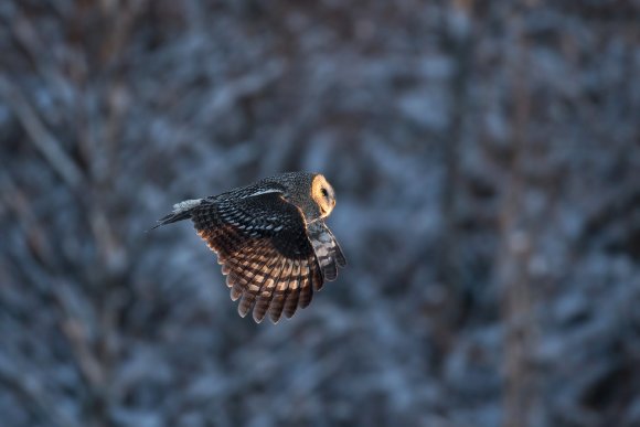 Allocco di Lapponia - Great grey Owl (Strix nebulosa)