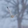 Gufo di Palude - Short eared Owl (Asio flammeus)