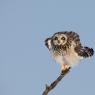 Gufo di Palude - Short eared Owl (Asio flammeus)