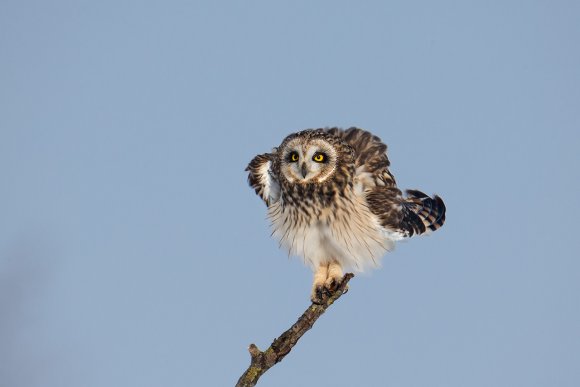 Gufo di Palude - Short eared Owl (Asio flammeus)