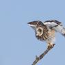 Gufo di Palude - Short eared Owl (Asio flammeus)