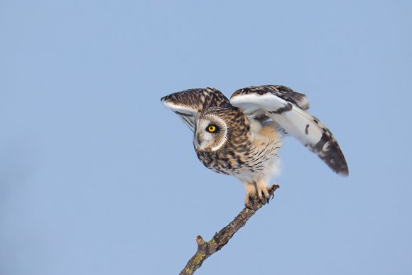 Gufo di Palude - Short eared Owl (Asio flammeus)