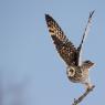 Gufo di Palude - Short eared Owl (Asio flammeus)