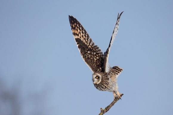 Gufo di Palude - Short eared Owl (Asio flammeus)