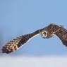 Gufo di Palude - Short eared Owl (Asio flammeus)