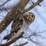 Gufo di Palude - Short eared Owl (Asio flammeus)