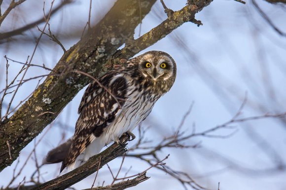 Gufo di Palude - Short eared Owl (Asio flammeus)