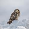 Gufo di Palude - Short eared Owl (Asio flammeus)