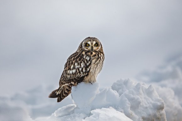 Gufo di Palude - Short eared Owl (Asio flammeus)