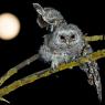 Allocco - Tawny owl (Strix aluco)