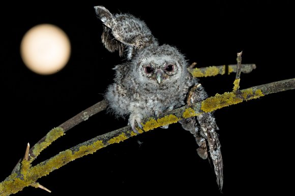 Allocco - Tawny owl (Strix aluco)