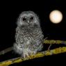 Allocco - Tawny owl (Strix aluco)